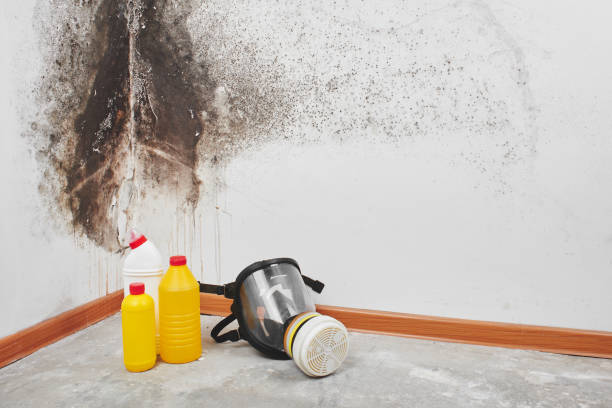 Best Crawl Space Mold Removal  in Ridgewood, IL
