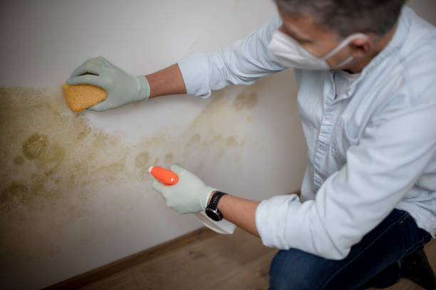 Attic Mold Removal in Ridgewood, IL