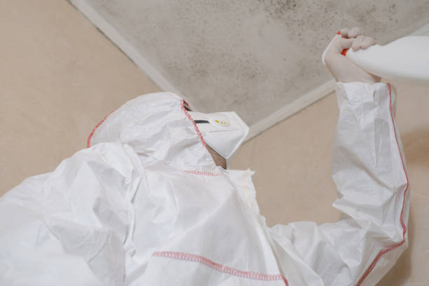 Best Fast Mold Removal  in Ridgewood, IL