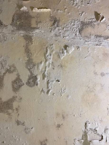 Best Mold Testing  in Ridgewood, IL