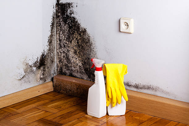 Best Home Mold Removal  in Ridgewood, IL