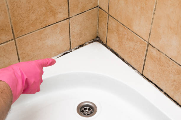 Best Black Mold Removal  in Ridgewood, IL